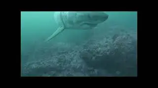 Diving SE Farallon Island MPA