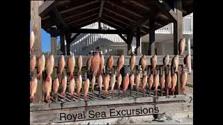 BIG FISH GULF OF MEXICO @RoyalSeaExcursions #raymarine #gulfofmexico #GAGGROUPER #amberjack
