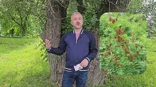 Biljke za oporavak jetre BADELJ i SLADIĆ