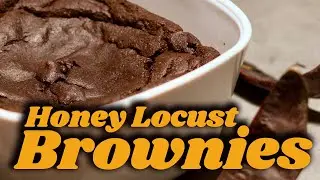 Foraging Honey Locust Pods to Make Brownies (Part 2): From Flour to Fork