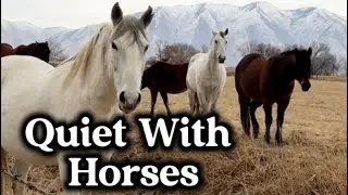 Quiet Time With a Herd of Horses 