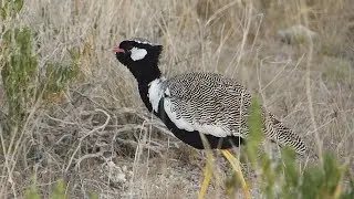 Northern black korhaan, White quilled korhaan(Afrotis afraoides) , male