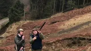 High pheasants