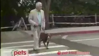 Dog Training - Walking & Heeling