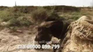 The Brooke - Adopt a Donkey