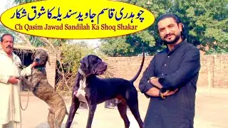 Top of Pakistan Bully Dogs of Ch Qasim Sandila From Sheahku Poora By Nafa TV HD