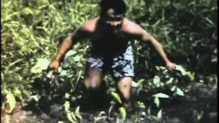 1942 Laie The Taro Patch