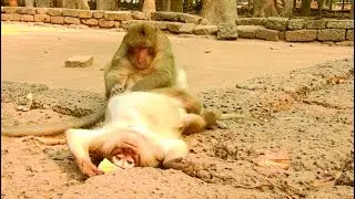 Sweet Pea monkey family catch the fleas for his Farther and help each other , look happy family ,