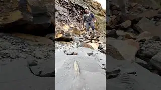 Exposing a Jurassic Belemnite (Squid-like creature) in a large loose shale slab 🦑🦑