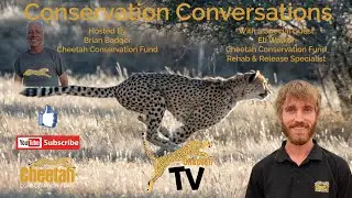 Rescue, Rehabilitate, Release: Cheetah Conservation with Eli Walker | Global Cheetah Summit