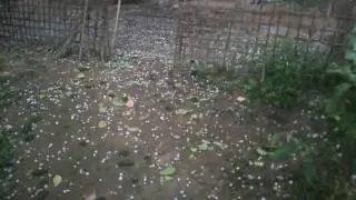 Hailstorm in Assam,India 2017