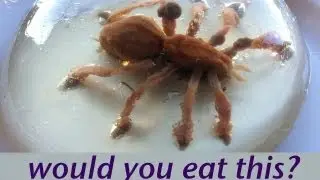WOULD YOU EAT A SPIDER? Food Art Jello Art HOW TO COOK THAT Ann Reardon