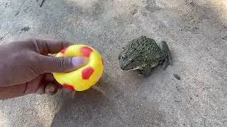 Catching frogs is so funny, haha - #4 | Fam Frog