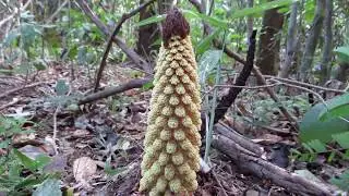 Balanophoraceae - Lophophytum pyramidale, Holoparasite from tree roots! - Subtitles in English