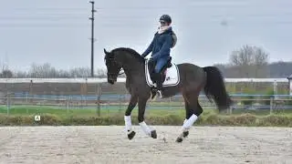 Orchard NL*Poney As