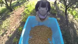 Apricot picking Australia