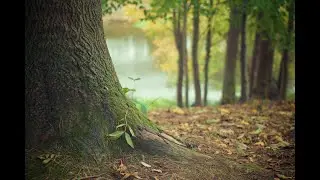 Plant a Tree Token (PLT) -  Earn Tokens and Plant Trees