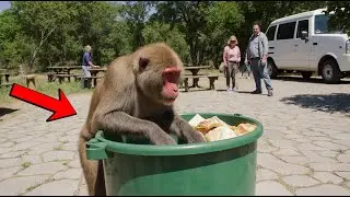 Baboon Found the Picnic Bin, and the Rangers Looked Away