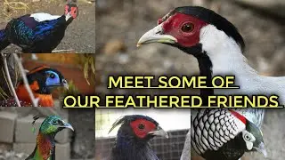 Meet some of our feathered friends- Old and New