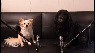 Doggos&rsquo; Guide to Fears and Phobias (Funny Dog Parody)