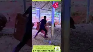Smart Pig Handling: Calm, Safe & Effective! 🐖✅