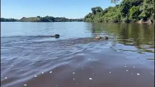 Tr&ecirc;s on&ccedil;as pintadas atravessando o rio Guapor&eacute; vila neide