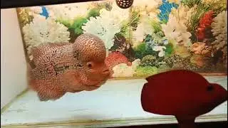 Best perform flowerhorn cencu 