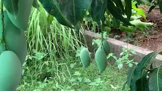 Nam Doc Mai in Bongabon