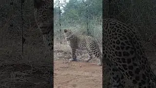 A Leopard Sits Down Right In Front of My Trail Camera!