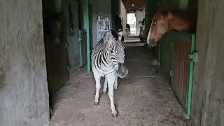 The zebra, the horse and the dog