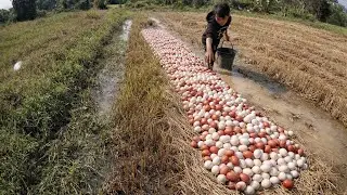 Harvesting a Large Number of Duck Eggs in Rice Fields by Skilled Farmers