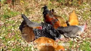 Rooster calling the hens to food
