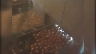 Eqraft * Onion topper