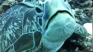 Turtle heaven Gili T