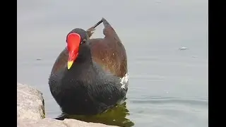 Birds in their natural habitat-common moorhen