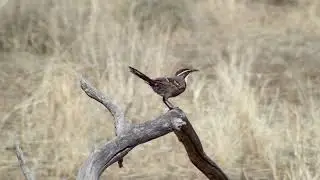 Chestnut-crowned Babbler
