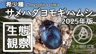 【希少種・高山性昆虫】サメハダヨモギハムシ 2025ver.　Chrysolina pirka　#北海道の生き物　#希少種　#北海道の昆虫