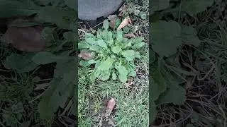 Horse weed  #plants #plant