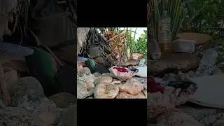 🦐 Catching Shrimp, Clams, and Fish to Cook a Survival Meal on the Rocks 🔥