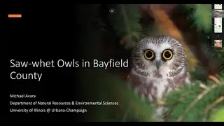 Saw whet Owls in Bayfield County