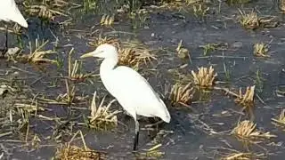 Bagla bird view