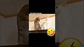 When Your Cat Starts Trash Talking Then This Happens 🐱😂 #funnycats #talkingpets #10million #shorts