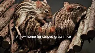 Striped grass mouse new terrarium - building and 