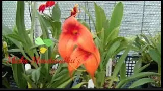 Masdevallia Orchids. A Quick Greenhouse Tour (18)