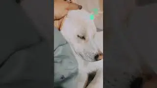 Dog sleep || Doggy sleeping with mommy #shorts