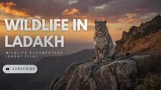 Ladakh Wildlife Documentary | Snow Leopard & Himalayan Blue Sheep