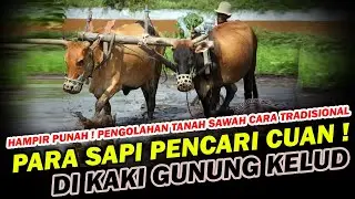 HAMPIR PUNAH ! Sapi - Sapi Kuat BAJAK SAWAH di Pedalaman KEDIRI ! Petani TRADISIONAL di lereng KELUD