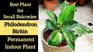 Philodendron Birkin plant care, fertilizer, repotting, soil, Best balcony plant/indoor plant(Hindi)