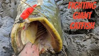 Spinning siluro - Incredibile giornata di pesca al pesce siluro ( fighting giant catfish ) - 4K