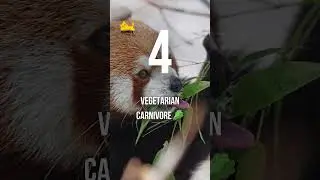 Red Pandas &ndash; The Shy, Secretive Forest Charmers 🐾🌲